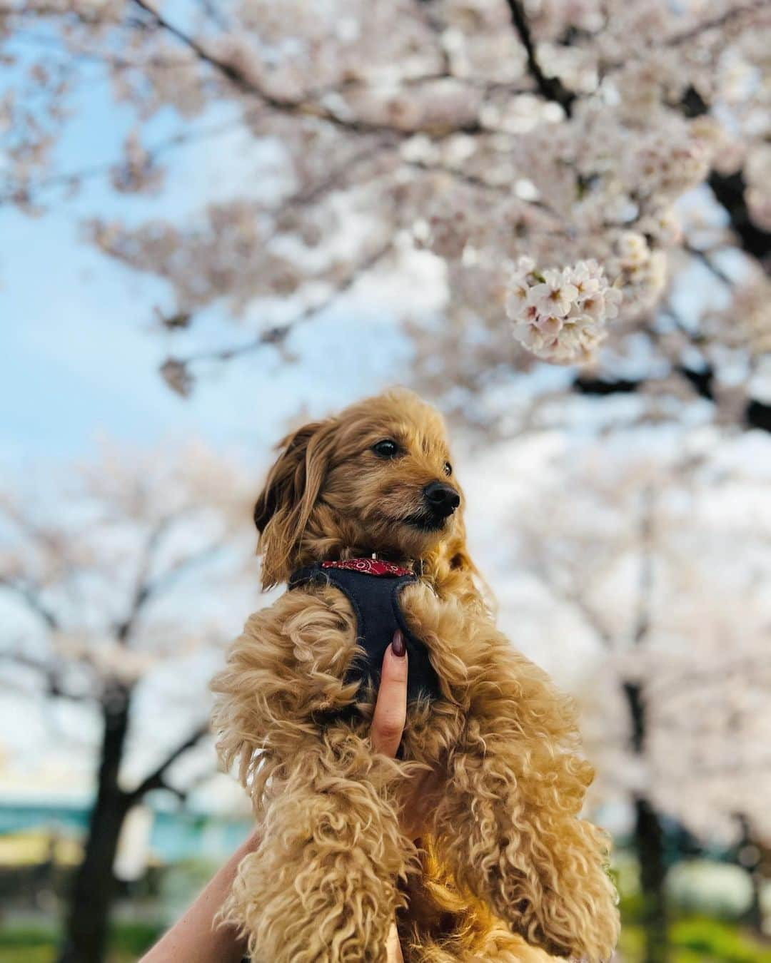 CHIHAさんのインスタグラム写真 - (CHIHAInstagram)「投稿遅くなっちゃった🌸  #kimono #kimonostyle #cherryblossom  #japan #asakusa  📸 @gumpsuzuki  🏋️‍♂️ @tokyorickshaw」4月29日 18時32分 - chiha6170