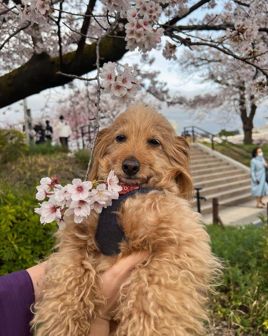 CHIHAさんのインスタグラム写真 - (CHIHAInstagram)「投稿遅くなっちゃった🌸  #kimono #kimonostyle #cherryblossom  #japan #asakusa  📸 @gumpsuzuki  🏋️‍♂️ @tokyorickshaw」4月29日 18時32分 - chiha6170