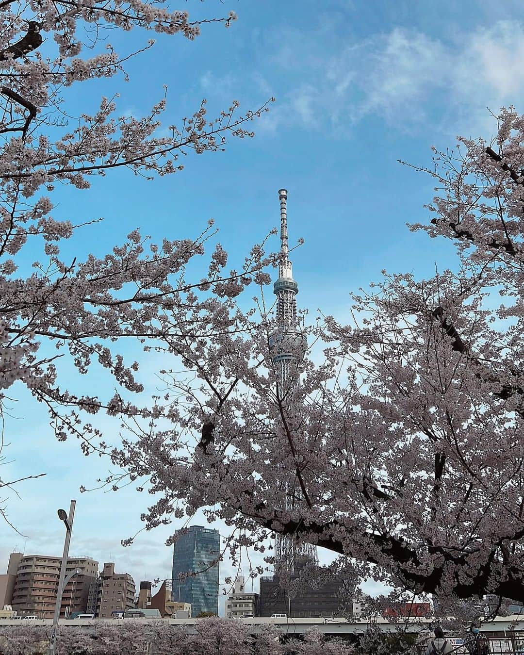 CHIHAさんのインスタグラム写真 - (CHIHAInstagram)「投稿遅くなっちゃった🌸  #kimono #kimonostyle #cherryblossom  #japan #asakusa  📸 @gumpsuzuki  🏋️‍♂️ @tokyorickshaw」4月29日 18時32分 - chiha6170