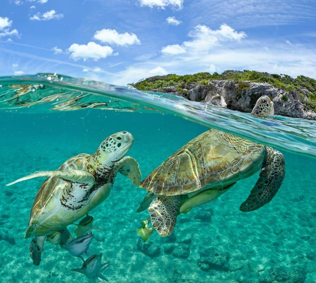 Thomas Peschakのインスタグラム：「While I am flying out of Cape Town on route to my first expedition destination here is a unpublished photograph from my 2019 @natgeo story about sea turtles and how we humans are impacting them both negatively and positively. Photographed in the Exumas in the Bahamas while working with @fonassociation #seaturtles #underwaterphotography #bahamas #onassignment #nikonambassador @nikoneurope」