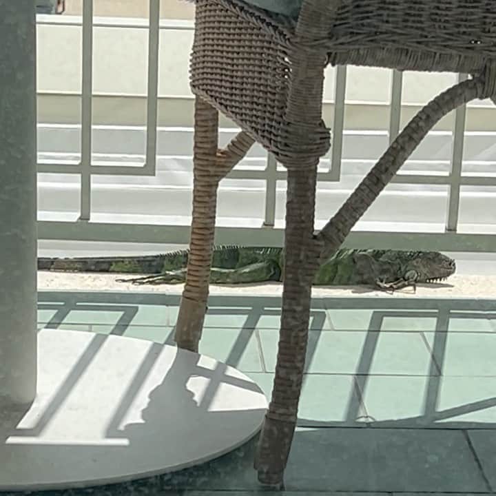 ジェニファー・ハドソンのインスタグラム：「Y is this thing outside my room? If u know me , u know I love some hot weather , so u know I had all the doors wide open ! until , I saw this ! How he get all the way up here ! Looking at me ! Baby, I closed those doors so fast . Whew Jesus ! I can’t help but think about the what ifs ! What if , he came inside ? What if , I was sleep and he was my on my face ? How I know his cousin or friend ain’t in my room ? What if he hopped in my suitcase !!!!!!!! Omg the thought just ……… and yes I use to live in Florida but never ran across one of these  this big or this close ! Yea ok! It’s time to go! They ain’t got to worry about me opening no more doors!!」