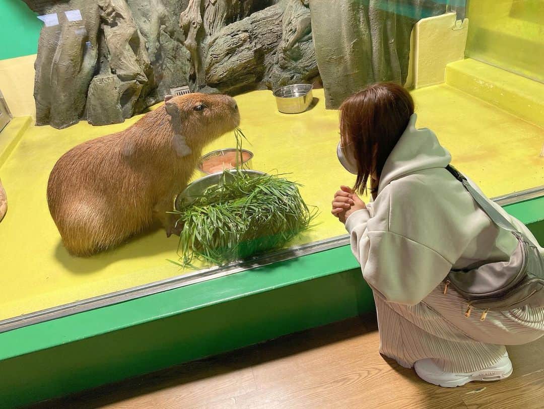 maiii0301さんのインスタグラム写真 - (maiii0301Instagram)「𓃰 𓃱 𓃲 𓃟 𓃠 𓄅𓃰 𓃱   #カピバラ  #capybara  #animal カピバラって、こんなに大きいの？？笑 小さい子をイメージしてたからおかしなテンションになってしまった(･･;) 体重は同じくらいの子かな。 成体35〜65㌔ほどあるそう。  しかもびっくりしたのは日本で飼えるんだって( °-° ) 人懐っこいそうですよ。 見た感じ‥表情は無表情ノーリアクションでしたけど  ꉂꉂ🙊ʷʷ カピバラお散歩させてたら、驚かれそうだな🐾  #お散歩   #カピバランド   #動物園   #水族館  #泳ぐ  #ご飯中   #葉っぱ  #もぐもぐ   #女の子  #男の子 2匹いたよ  #竹島水族館   #ウツボ  #ウーパールーパー  #ニシキアナゴ  #チンアナゴ  #深海魚 スペースサイズ感もサクッと、 集合体恐怖症のこわいのもありましたが‥  #面白かった」4月30日 0時40分 - maiii0301
