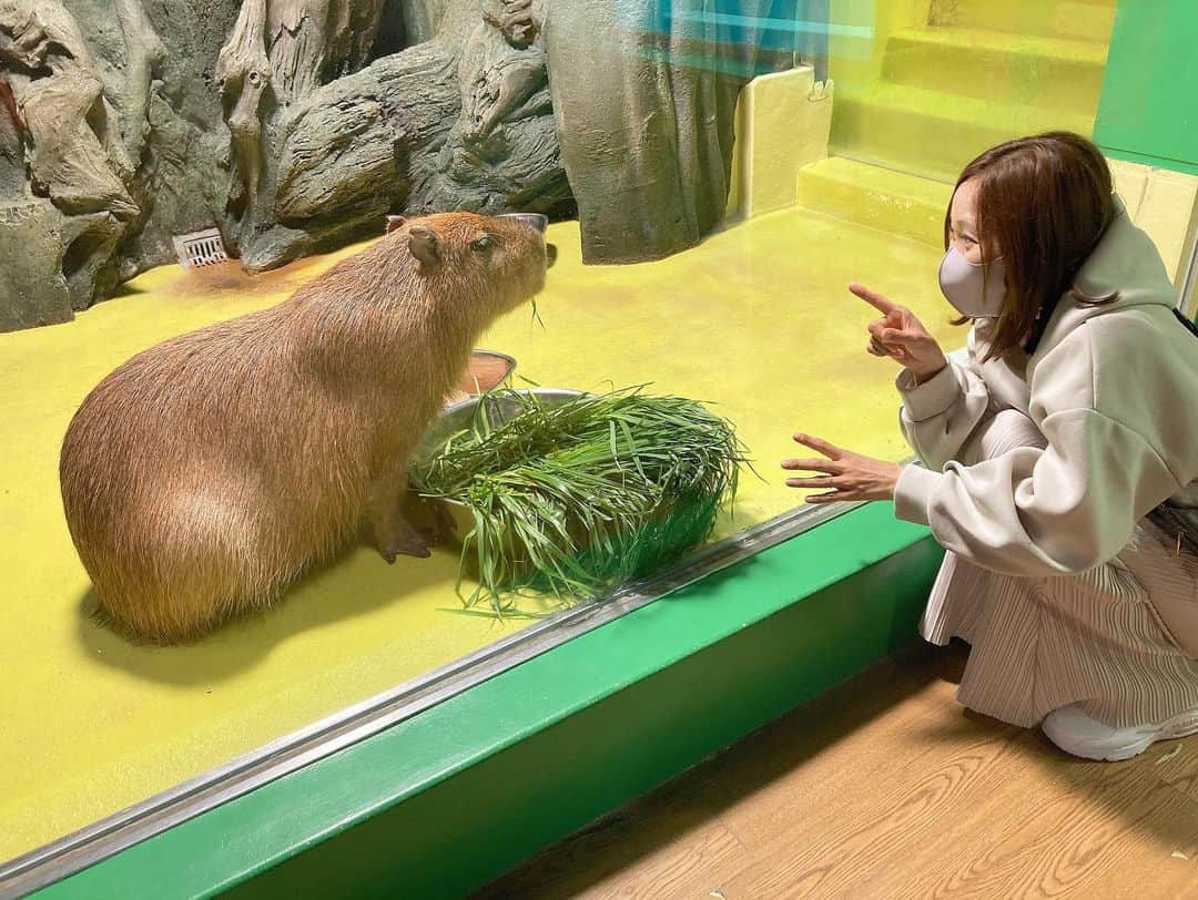 maiii0301のインスタグラム：「𓃰 𓃱 𓃲 𓃟 𓃠 𓄅𓃰 𓃱   #カピバラ  #capybara  #animal カピバラって、こんなに大きいの？？笑 小さい子をイメージしてたからおかしなテンションになってしまった(･･;) 体重は同じくらいの子かな。 成体35〜65㌔ほどあるそう。  しかもびっくりしたのは日本で飼えるんだって( °-° ) 人懐っこいそうですよ。 見た感じ‥表情は無表情ノーリアクションでしたけど  ꉂꉂ🙊ʷʷ カピバラお散歩させてたら、驚かれそうだな🐾  #お散歩   #カピバランド   #動物園   #水族館  #泳ぐ  #ご飯中   #葉っぱ  #もぐもぐ   #女の子  #男の子 2匹いたよ  #竹島水族館   #ウツボ  #ウーパールーパー  #ニシキアナゴ  #チンアナゴ  #深海魚 スペースサイズ感もサクッと、 集合体恐怖症のこわいのもありましたが‥  #面白かった」