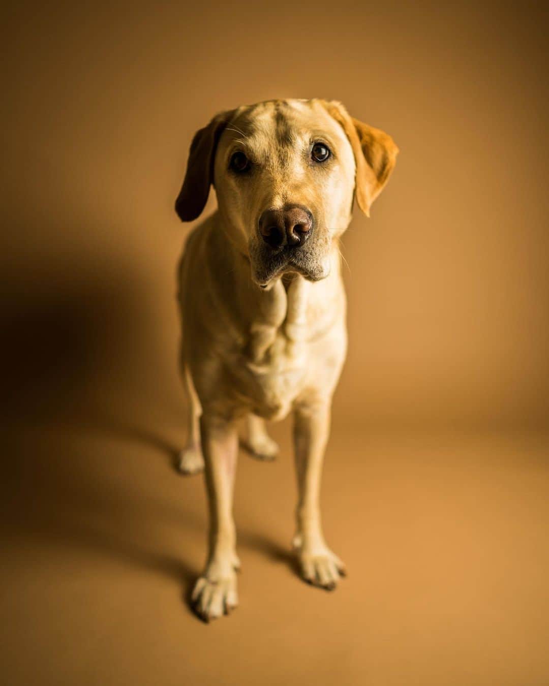 Jeff Bernatのインスタグラム：「Princeton. My son, my best friend, my guardian angel. I will miss you. I’ll miss coming home to you, sleeping and waking up next to you. I’ll miss you constantly wanting to go for car rides and walks. I’ll miss you staring at me waiting to see if I accidentally dropped food on the floor. You have taught me so much about myself and if there’s anything I value more now, it’s time. When I needed you, you were always there to comfort me. My home won’t be the same without you and it’s going to be hard not having your energy and presence around, but I am learning to find peace in knowing you’re not in pain and suffering anymore. You were a gift from God that blessed me in so many ways and I will always cherish the time and memories we had together. Thank you for the best 8 1/2 years and for loving me the way you did. Rest well, my sweet baby boy. I love you forever.」