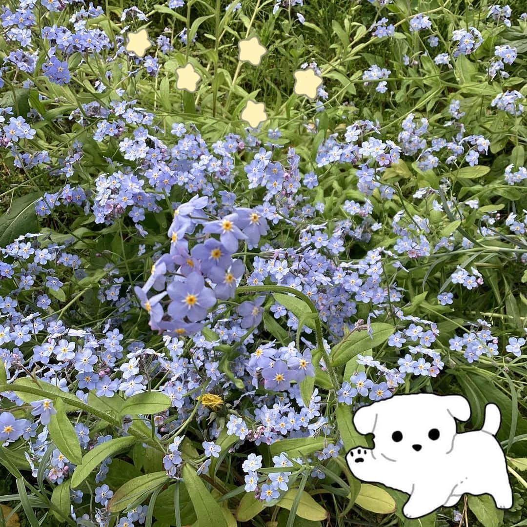 miyakoya_nagaokaさんのインスタグラム写真 - (miyakoya_nagaokaInstagram)「🌼 ミヤコヤ横のお庭にもお花が綺麗に咲き始めました〜❕🌟  5月27日〜29日にはジュエリーフェアを開催致しますので、是非お立ち寄りください♡ 皆様のご来店を心よりお待ち申し上げます✨  #ミヤコヤ #長岡市 #ナチュラルガーデン #ジュエリーフェア」4月30日 16時15分 - miyakoya_nagaoka