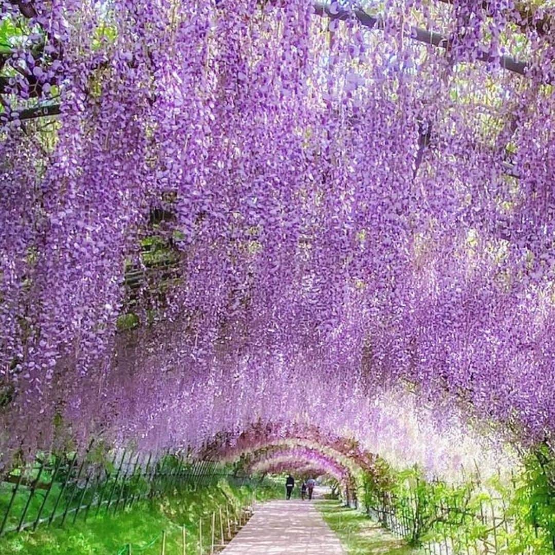 内山絵里加のインスタグラム：「・ ・ GW、いかがお過ごしですか？ わたしは毎年この時期 藤の花を見に行っていたみたいです👱🏻‍♀️ iPhoneが教えてくれました。笑 ・ ことしは、季節のすすみが早くて 見逃してしまったのですが。泣 花の季節が次々とうつろうように 時間はあっという間に過ぎ去ってしまうから 会いたい人には 会える時にあおうと改めて思いました。 ・ 3年ぶりの行動制限なしのGW。 みなさんの心がすこしだけ 軽やかになっていることを願っています🕊 ・ みなさん、素敵なGWを𓂃 𓈒𓏸◌‬ ・ #藤 #藤の花 #GW #ゴールデンウィーク #花が好きな人と繋がりたい #過去pic」