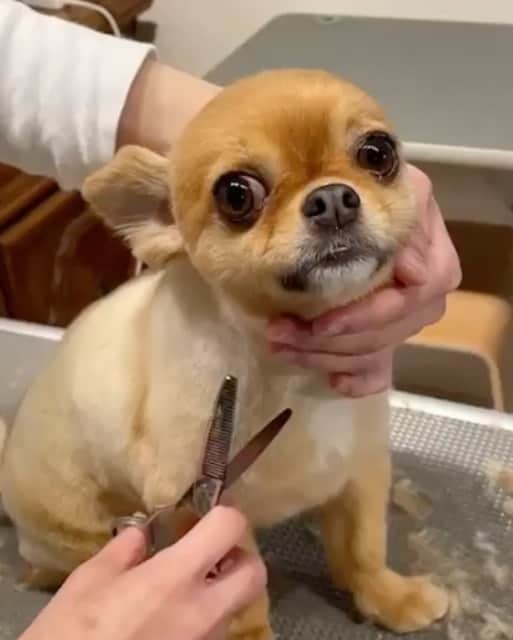 瀬戸サオリのインスタグラム：「おはようございます🤎  我が家の癒しアイドル ティちゃん🐕🫧 はぁ😮‍💨可愛いぃぃぃ💗  お利口にトリミング✂︎ @nongul_salon  . いつも 大事にトリミングしてもらえて トリミング行くの 楽しみにしてるティちゃん🤎 1ヶ月に２回行って このまんまるカット 保っているよ🖋🥹  #愛するティちゃん #チワワ」