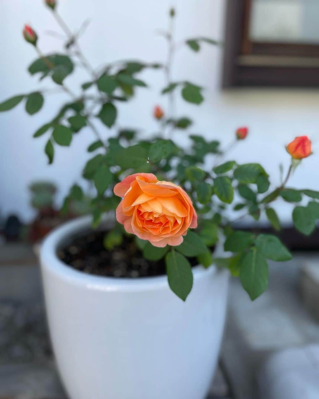 堂真理子さんのインスタグラム写真 - (堂真理子Instagram)「実家で咲いた、今年最初のバラの花🌹 綺麗なオレンジ色です🥰   #バラ の花  #父 が  #育ててます  #おうち時間  #堂真理子 #テレビ朝日 #アナウンサー」4月30日 10時42分 - mariko_do