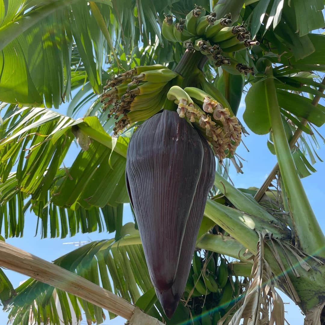 田中律子さんのインスタグラム写真 - (田中律子Instagram)「今年もバナナ🍌の花が咲いて、実がついてる🍌🍌  葉っぱを切ったり、少しお手入れして、牛肥の混ざった肥料をあげて土に栄養を✨今、4つ花が咲いて実がついてるから、太く育てるぞ🍌  今年のバナナ収穫も🍌楽しみ💛 バナナの成長もまたお知らせします🍌🍌🍌🍌🍌🍌  #okinawa  #okinawalife  #okinawajapan  #beachlife  #mybanana  #organic  #banana  #gardening  #庭仕事  #食べたもので身体は作られる」4月6日 23時20分 - ri2kotanaka