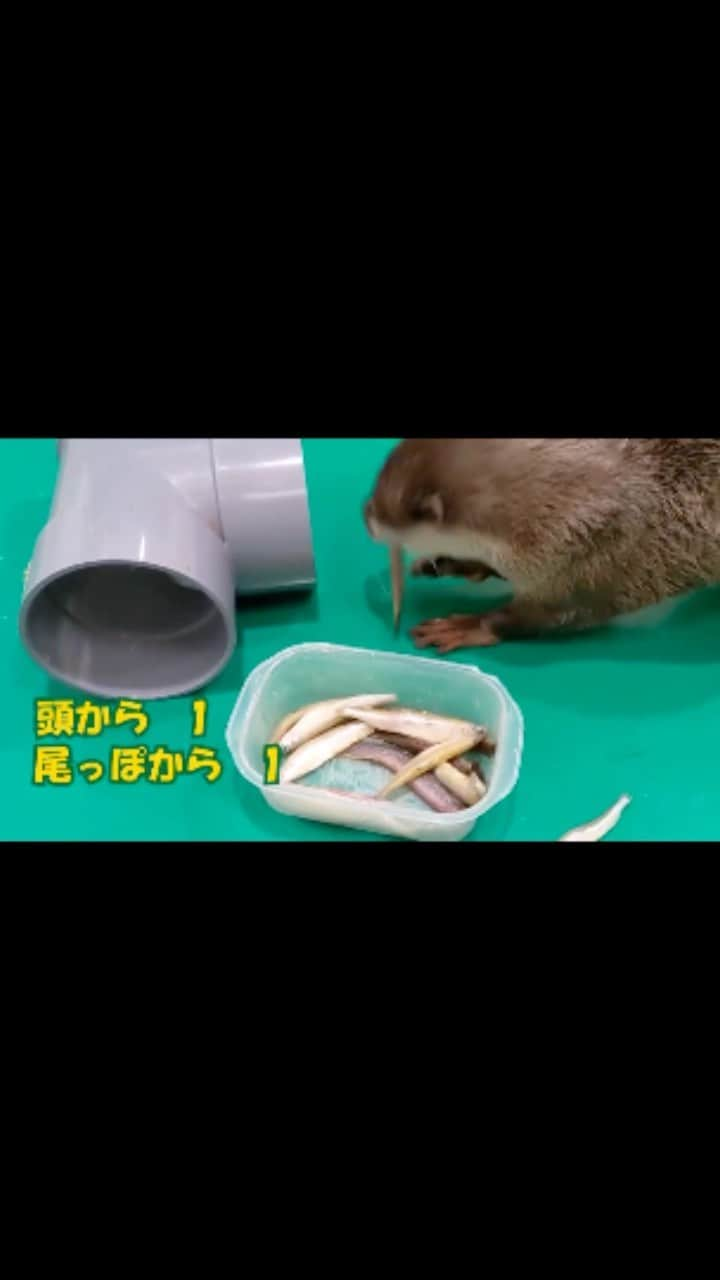 ちぃたん☆のインスタグラム：「カワウソちぃたん、お魚どっちから食べる？！　 How does otter chiitan eat fish?!  #カワウソ#コツメカワウソ#Otter#Animal#Cute#もふもふ#수달#귀여워#癒し#動物#동물#animallovers#babyanimals#süß#loveanimals#animallover#animale#djur#pets_perfection#igcutest_animals#pupstagram #otterlife #otterlover」