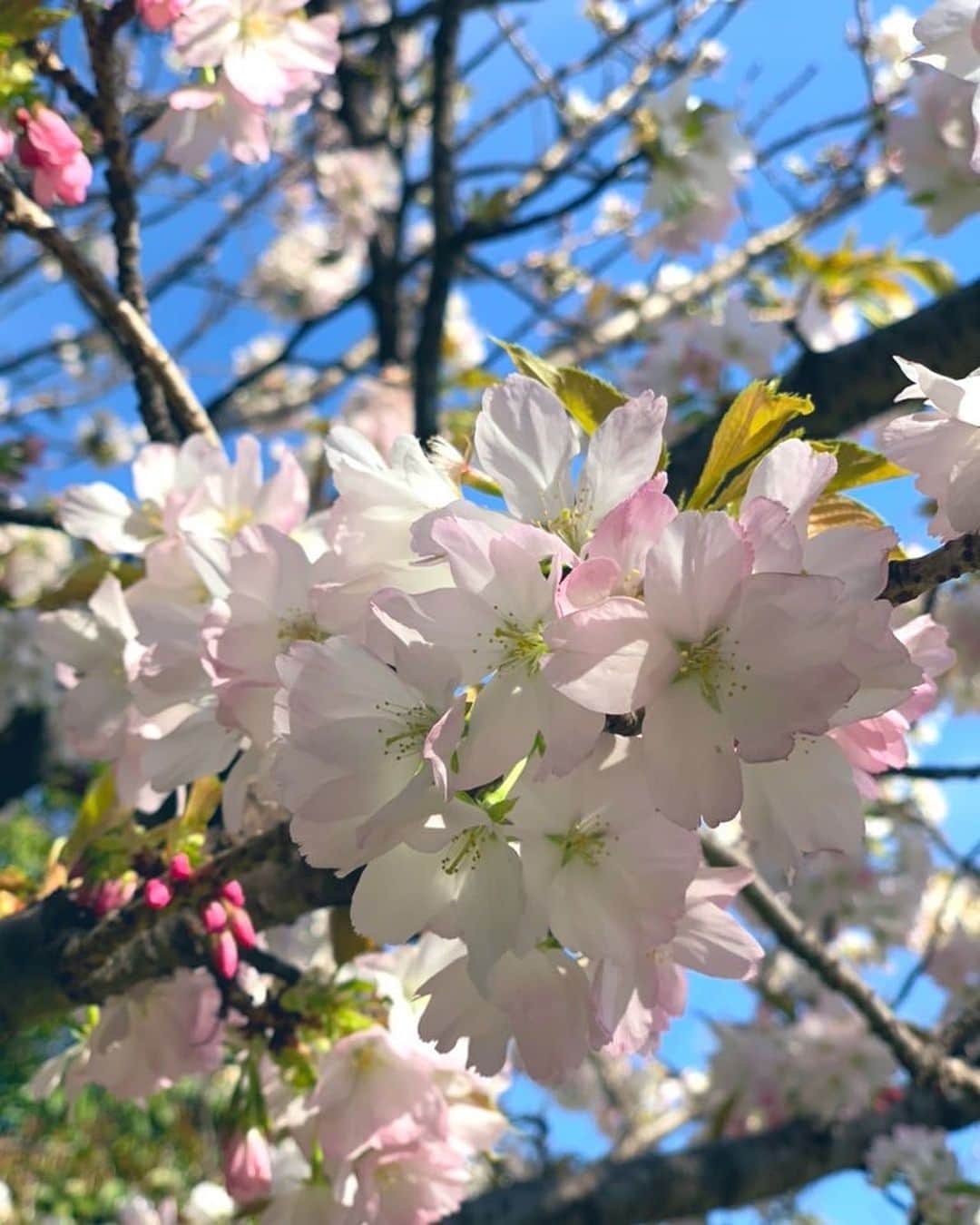 新谷良子さんのインスタグラム写真 - (新谷良子Instagram)「. とても好みの色で撮れたので、今日は怒涛の更新！（笑）. . 2つ前の桜の写真はとても大人っぽくて素敵だけど、この爽やかわいいポップなのがやっぱり好き😍💖. . . #好みの色です #いいお天気だった #桜すき」4月6日 17時27分 - pinkbambi_ryoko