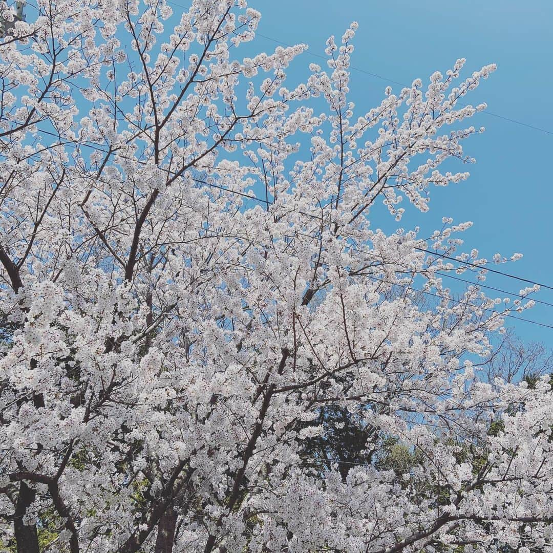 藤田菜七子のインスタグラム：「. 桜が満開ですね🌸 皆さんが住んでいるところの桜も綺麗に咲いているでしょうか？  (写真を撮るセンスが無さすぎます…😂)  #藤田菜七子 #nanakofujita」