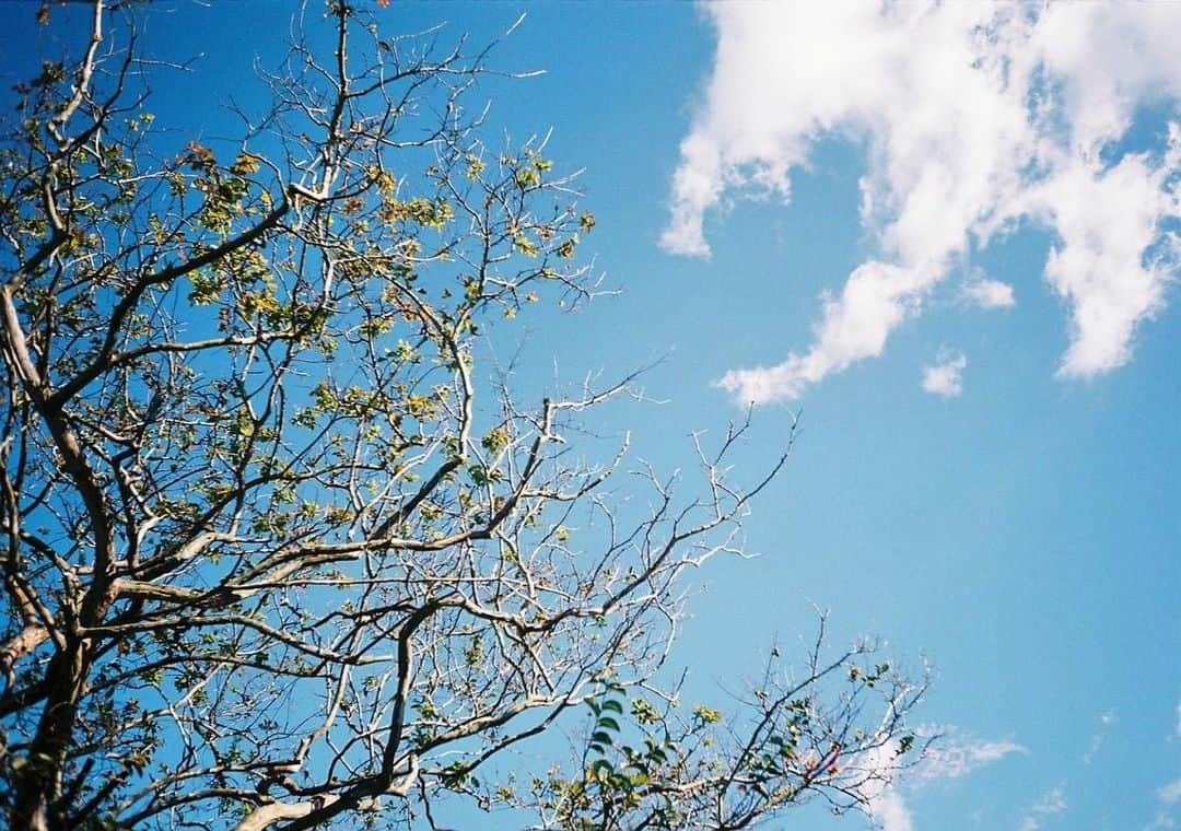 傳谷英里香のインスタグラム：「久しぶりにお話しますかい🌳☁️」