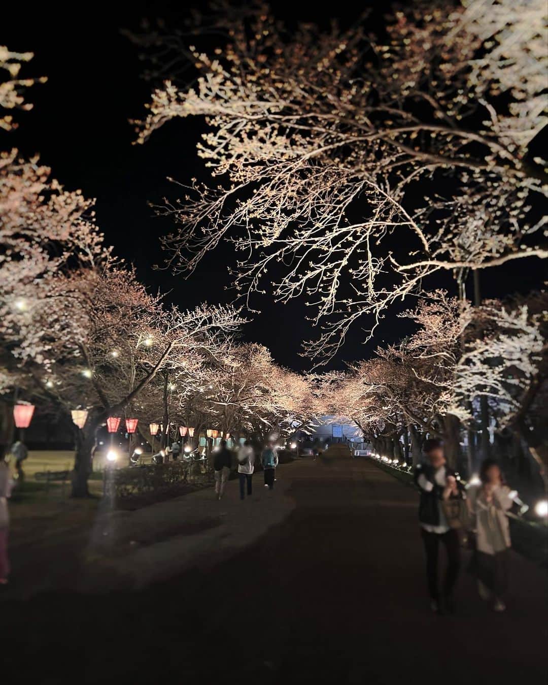 Yuuさんのインスタグラム写真 - (YuuInstagram)「日本三大夜桜🌸 高田城址公園観桜会に行ってきたよ💓  まだ蕾なのにこの綺麗さ✨✨ 見頃は今週末くらい🤩？です！！  4月17日までライトアップしてて、これは本当に見なきゃ損‼️ 4,000本のソメイヨシノに、3,000個のライトアップ！ 桜越しの高田城🤍出店もたくさんでてて、ご当地料理も楽しめます( °◡͐︎°)✧︎  新潟県の上越妙高駅から車で10分🚕 満開の桜見たかったなぁ〜🥺  満開写真も後半に載せておくからスワイプして見てね🌸✨  @joetsu_kanko   #上越 #上越市 #上越観光 #上越もよう #高田城址公園 #お花見 #観桜会 #pr」4月6日 18時29分 - yuu1115yuu