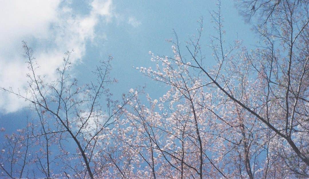 岡本夏美さんのインスタグラム写真 - (岡本夏美Instagram)「🌸  新入生、新学期、新社会人、新年度〜 みなさまふぁいち〜 がんばろうね〜〜〜 みんなにいいことありますように」4月6日 18時43分 - okamoto_natsumi