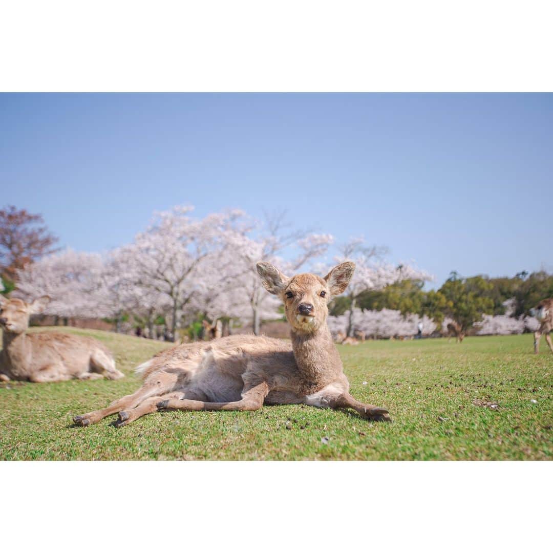 岩原大起さんのインスタグラム写真 - (岩原大起Instagram)「春爛漫🌸  この春に撮った鹿の写真を 何日かに渡ってアップしていきます！ (これからしばらく鹿アカウントです🦌)  どうぞお付き合いください🙌  #奈良 #春 #鹿 #nara #narapark  #canon5dmarkiv #α7iii #camera」4月6日 21時25分 - ytv_iwahara