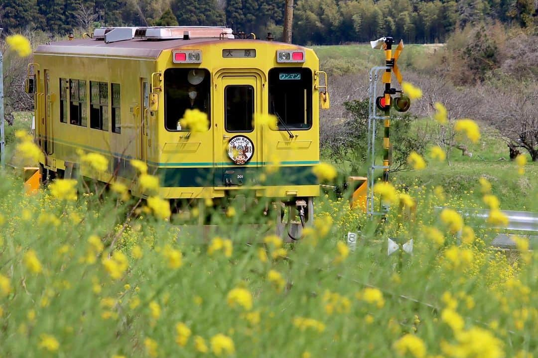 徳永ゆうきさんのインスタグラム写真 - (徳永ゆうきInstagram)「. . 黄色祭り！！ . -2022.04.06- . #鉄道写真 #撮り鉄 #鉄道好き #いすみ鉄道 #300型 #気動車 #ワンマン #大原行き #ディーゼル車 #ディーゼルカー #春 #菜の花 #黄色 #ケツ撃ち #後追い」4月6日 21時30分 - tokuchan_1113