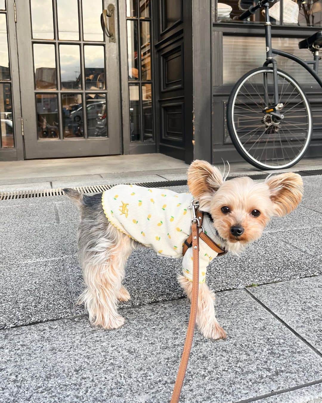 田原可南子のインスタグラム：「ちゃこベア🧸🍋  可愛すぎやしないか？  お散歩するよって言うと隠れるティナさん👶🏻🍒 この日は本当に隠れるのが上手で見つけられずに、 ちゃこだけを連れていきました。笑  お出かけ先からペットカメラを見たら ちゃんとわたしのベッドで寝てるのを確認！ どこに隠れていたのか… ティナにしかわからない🫣」