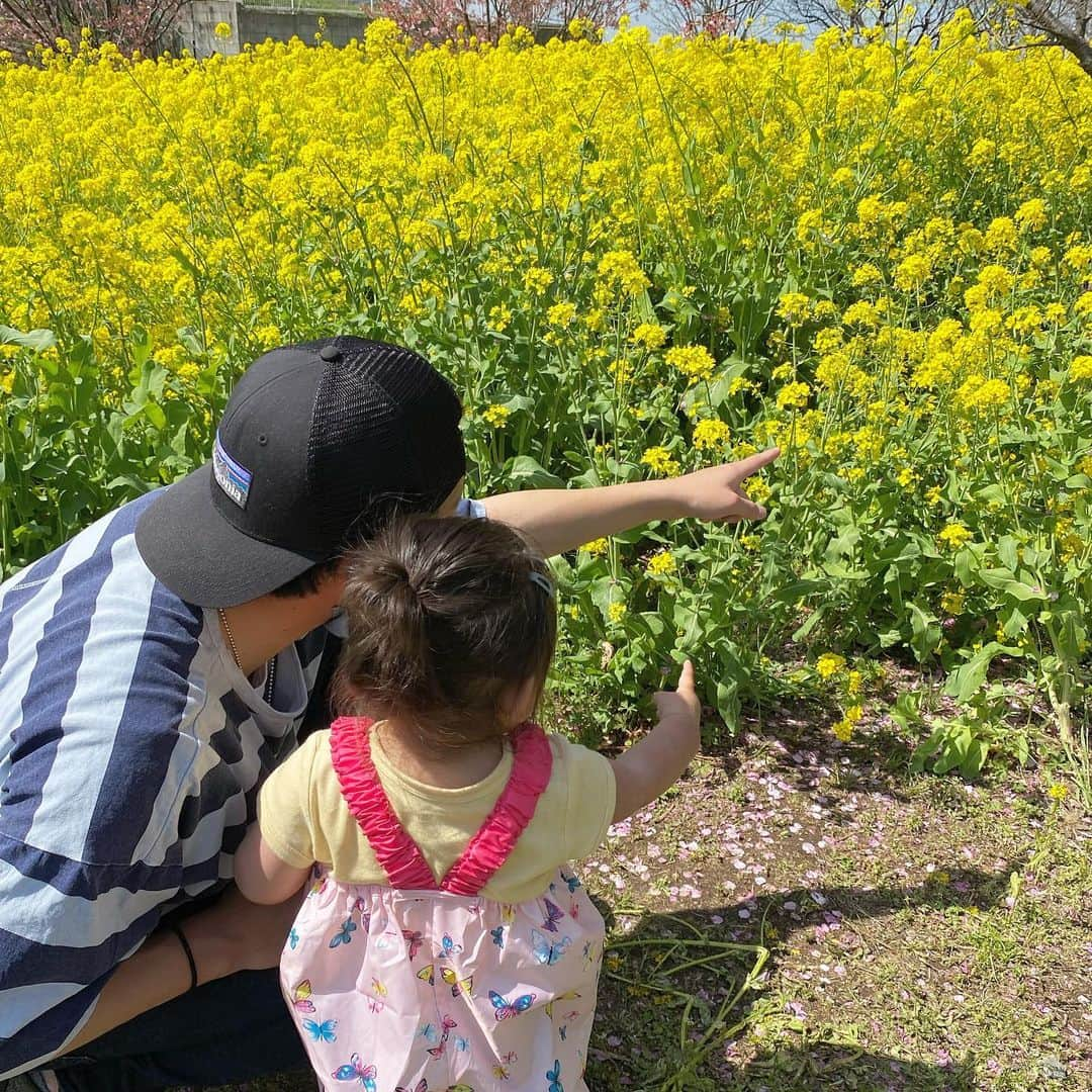 藤田航生さんのインスタグラム写真 - (藤田航生Instagram)「. . . . 春だね〜🌸 . . . ＃桜＃菜の花＃娘#休日」4月6日 22時15分 - ko_ki.1211