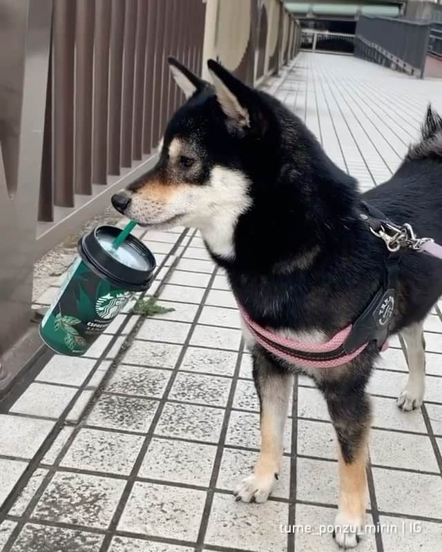 のインスタグラム：「“But first, coffee ☕️”— @tume_ponzu_mirin . . . [visual description: Black and Tan Shiba walks on leash carrying coffee cup in mouth.]  #dogsofinstagram #greatpetliving #butfirstcoffee」
