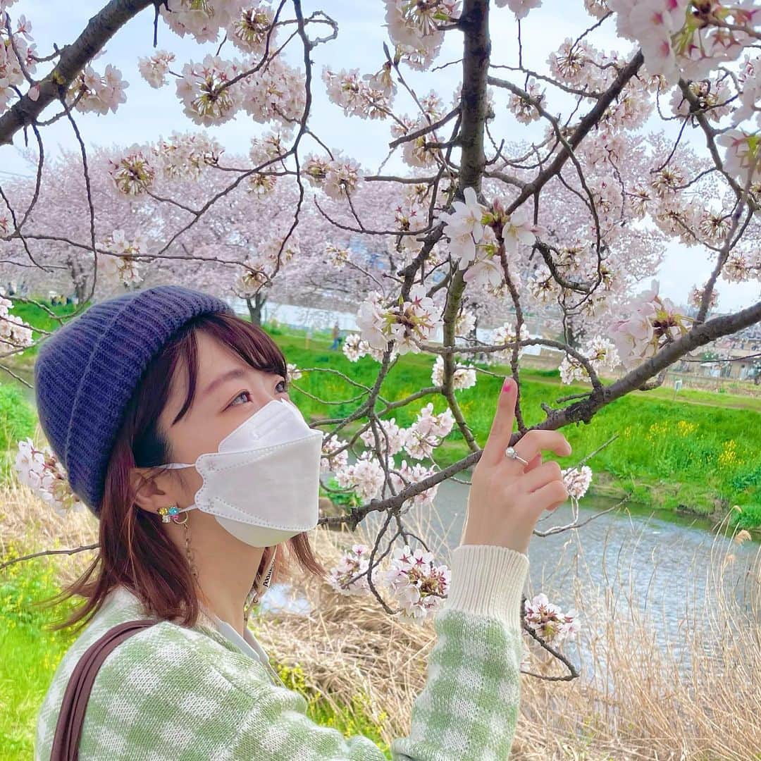 ぱいぱいでか美のインスタグラム：「咲きかけも満開も散りゆく姿も好き🌸 . ちょっと前にお花見しました！ めちゃくちゃ綺麗だった〜 周りの人が入らない角度探して撮ったら めっちゃ枯れすすき(?)入っちゃったけど これが自然だし風情があって良い😂 葉桜も力強い生命力を感じるので好き🍃 花も好きだし川も好きだし最高の堤防でした。 . #お花見 #桜 #枯れすすき #でか美ちゃん」