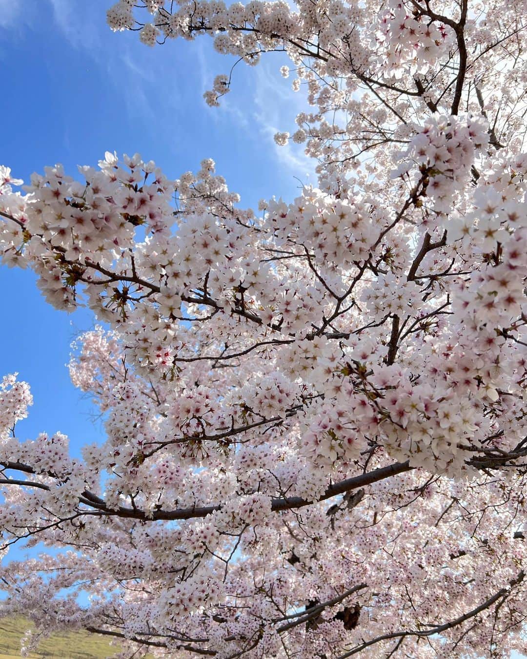 菊池桃子さんのインスタグラム写真 - (菊池桃子Instagram)「*  昨日、ロケ地でみた桜です。 何歳からだろう、 こんなに桜が心に沁みるようになったのは……🤔  #桜を見て」4月7日 8時38分 - momoko_kikuchi_official