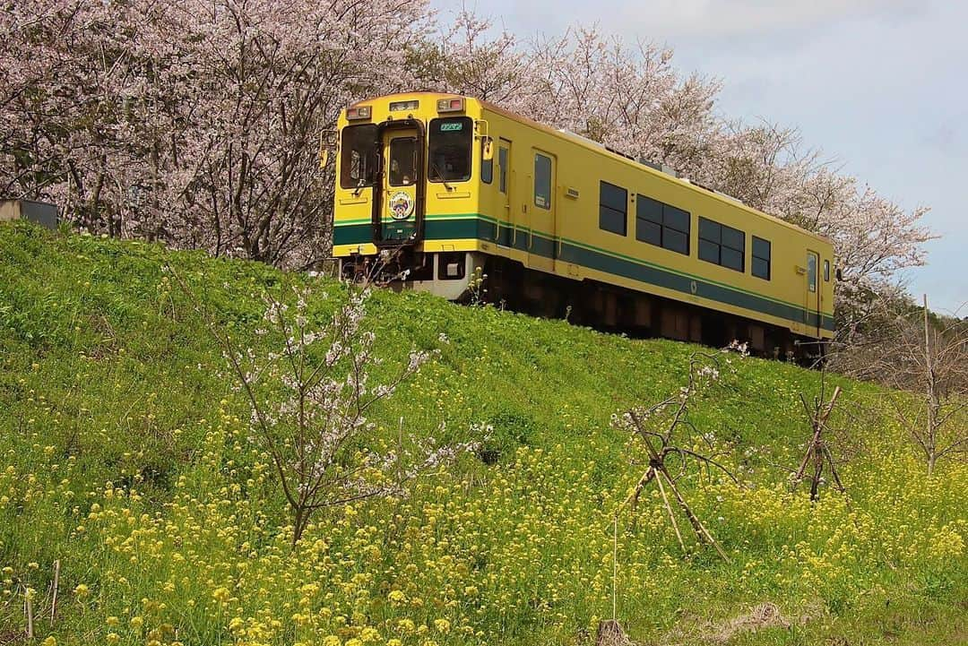 徳永ゆうきさんのインスタグラム写真 - (徳永ゆうきInstagram)「. . 菜の花と桜と〜 . -2022.04.06- . #鉄道写真 #撮り鉄 #鉄道好き #いすみ鉄道 #300型 #気動車 #ワンマン #大多喜行き #ディーゼル車 #ディーゼルカー #春 #菜の花 #桜 #ケツ撃ち #後追い」4月7日 9時03分 - tokuchan_1113