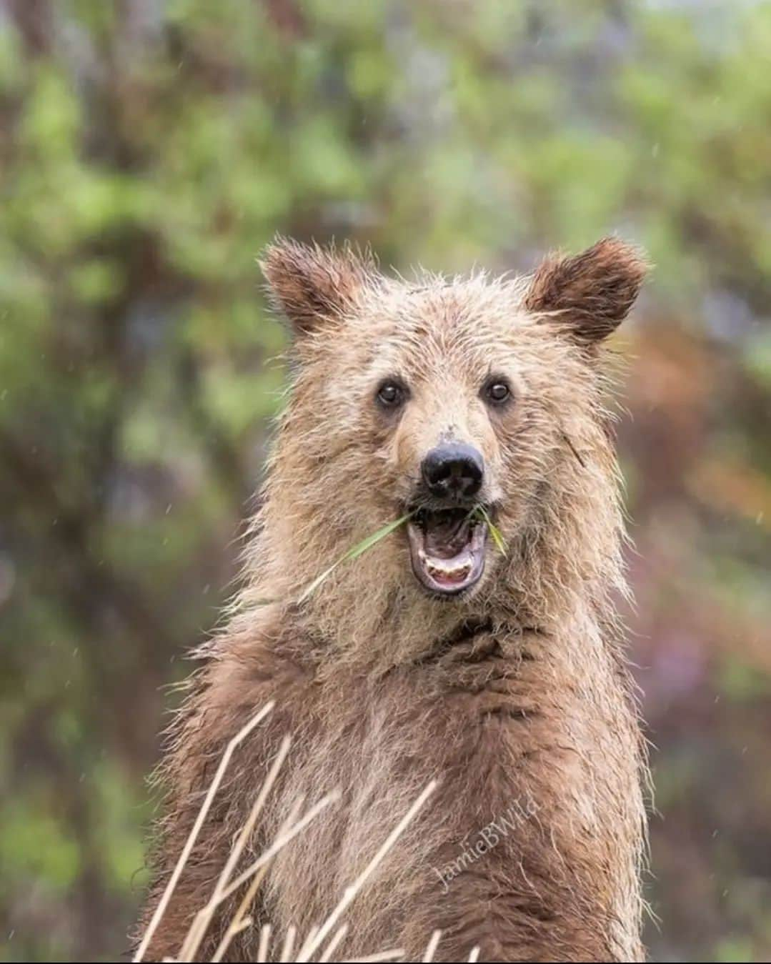 Bearsのインスタグラム：「Write a funny caption for this hilarious shot!! 😅🐻  (I really love it! 😍)   📸: @jamiebwild  #bear #bears #bearcub #cub #animal #animals #saveourbears #bearlove #savetheanimals #love #cute #sweet #adorable #nature #photo #wildlife #photography #wildlifephotography #lovely #animallove #belovedbears #fun #funny」