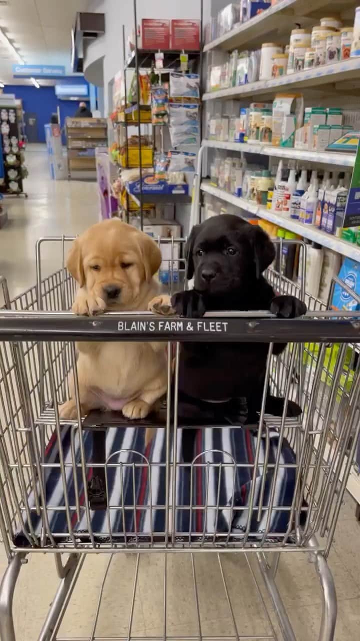 animalsのインスタグラム：「Time for a shopping trip 🥺 Video by @ironhillretrievers」