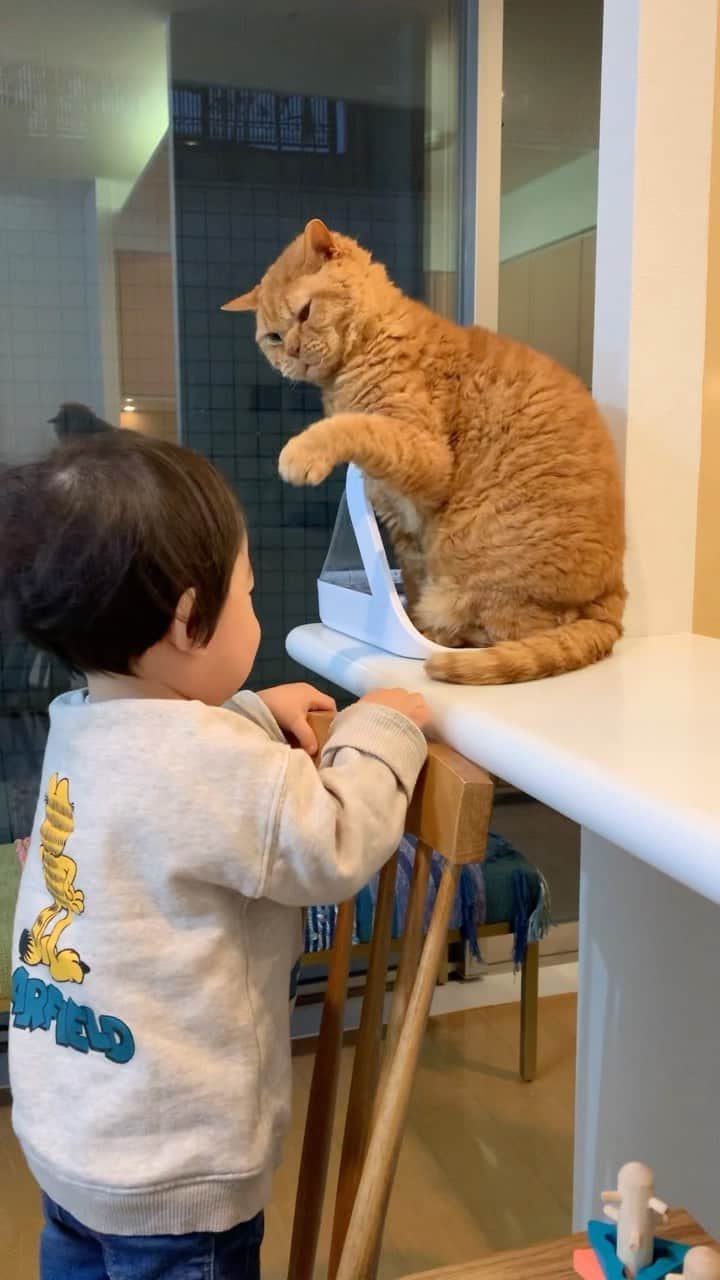 ギネス & ピムスのインスタグラム：「07/04/2022  ・ Happy throwback Thursday! As you all know, cats are very smart and human-loving animals, and our Guinness and Pimms are basically no exception, including Nagi. However Nagi has, several times in the past, been at the receiving end of a few cat punches and one of them is in this video😾👊 Nagi, 1 year and 2 months old, tried to touch Pimms’s belly and got this kind of response. That said, these three brothers usually get on very well🐈‍⬛🐈👦🏻 As Nagi grows up, he seems to be learning that there are things that he dislikes, more than what the cats do😌 Have a good day everyone! ・ ・ 一度やってみたかった #やめろやシリーズ 。 基本的に温厚なギネピムですが、 過去に何度か 凪ねこに対して 猫パンチをした事がありまして。 これは凪ねこが1歳2ヶ月の頃。 ピム丸のお腹を触ろうとしつこくしたのが 原因だと思われます。笑 と言っても怒ってるピム丸だって ギネスのfeederの前を陣取っていて ギネスからしたら どっちも邪魔だよって話ですが。笑 我が家は猫への接し方について わりとしつこく教えて来たので 凪ねこ本人もその辺は学び ここ1年くらいは もうパンチされる事もなくなりました😮‍💨 それでは 今日も素敵な1日をお過ごし下さい♩ ・ ・ #ギネピムと凪くん」