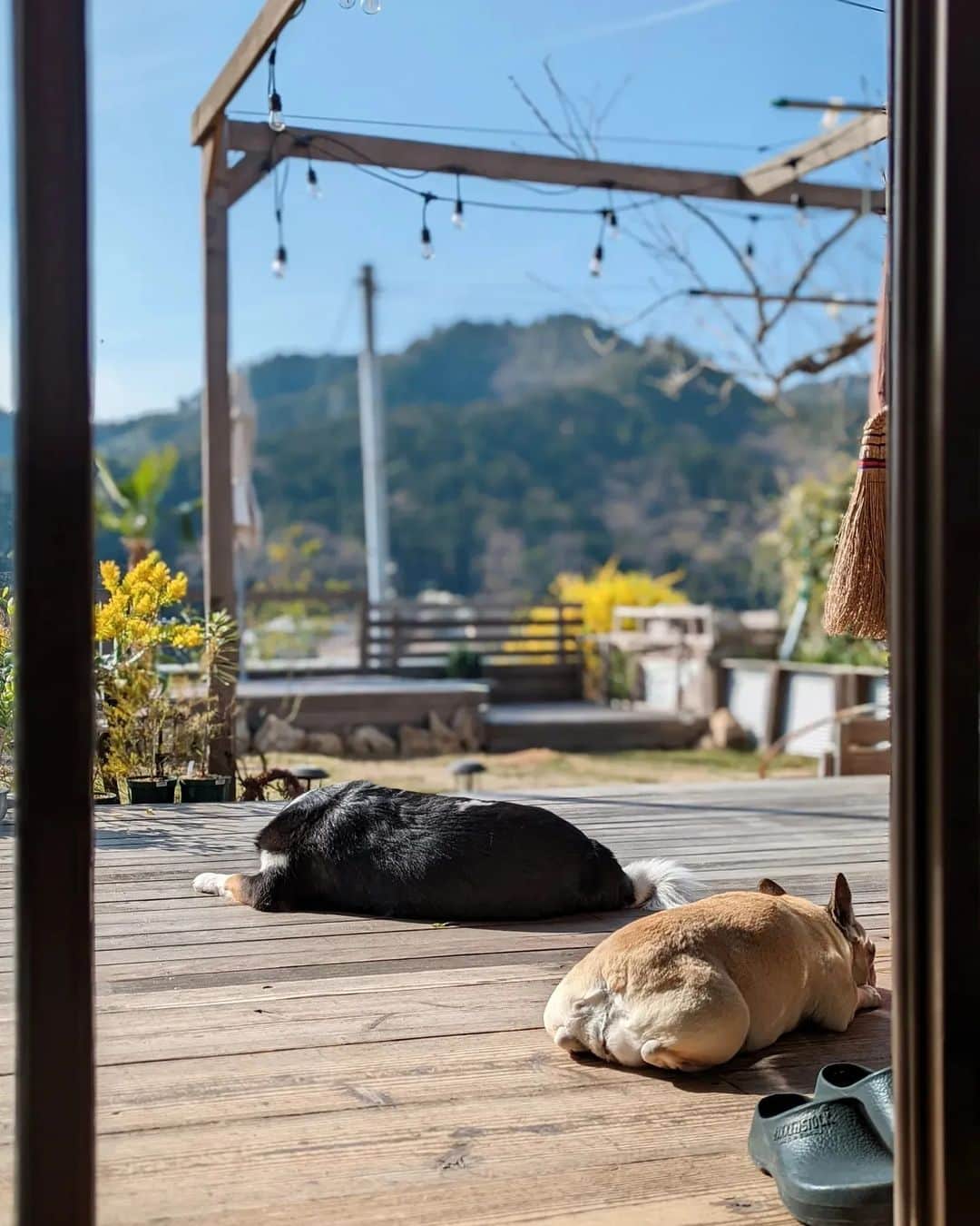 tamiのインスタグラム：「* #マッシュとレノン *  日向ぼっこーズ🌞  君たち、可愛いぃ〜ねぇ〜🥳  * #犬が好き #犬との暮らし#犬のいる暮らし  #保護犬#里親#元保護犬#犬バカ部 #フレンチブルドッグ#雑種犬」