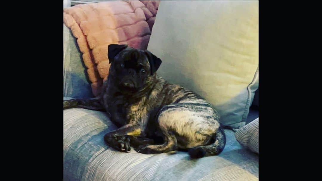 pugsofinstagramのインスタグラム