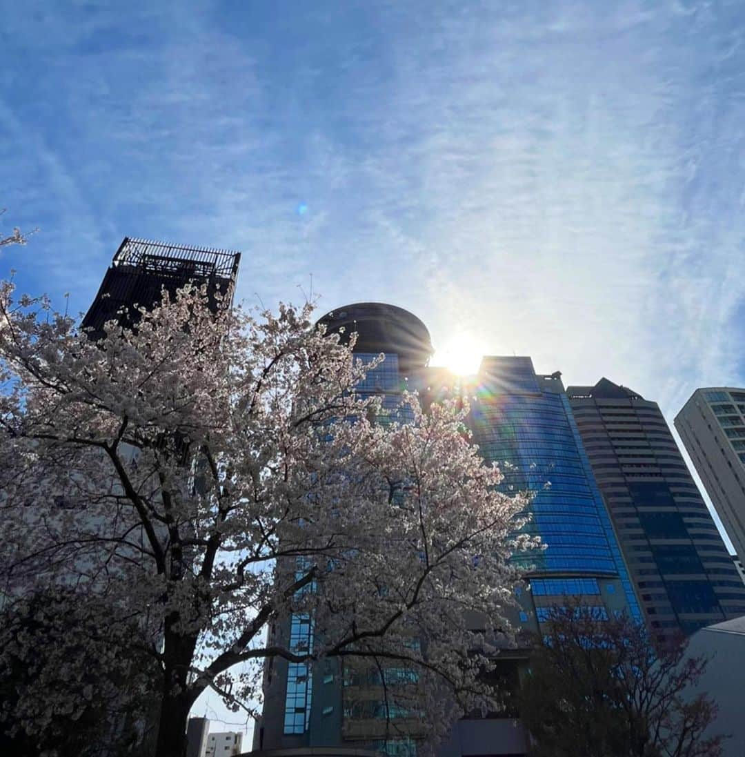 日比麻音子さんのインスタグラム写真 - (日比麻音子Instagram)「#アカサカサクラ   あっという間に結構散ってしまいましたが… 今年の桜を記録。  意外とたくさん桜がある春の赤坂は、 ふと見上げてみるだけで季節をしっかり感じられます🌸」4月7日 12時40分 - hibi_maoko