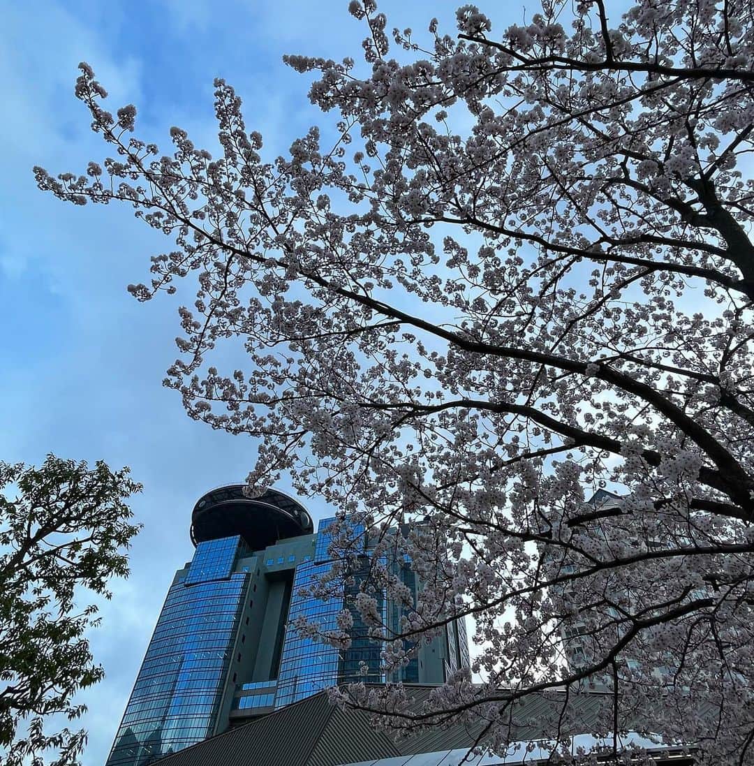 日比麻音子さんのインスタグラム写真 - (日比麻音子Instagram)「#アカサカサクラ   あっという間に結構散ってしまいましたが… 今年の桜を記録。  意外とたくさん桜がある春の赤坂は、 ふと見上げてみるだけで季節をしっかり感じられます🌸」4月7日 12時40分 - hibi_maoko