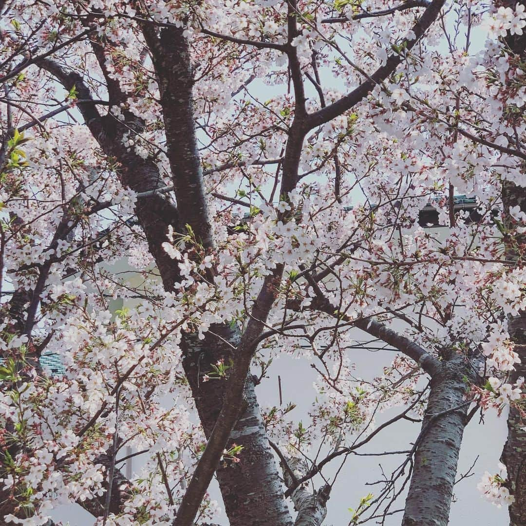 相川七瀬さんのインスタグラム写真 - (相川七瀬Instagram)「家の桜がやっと満開🌸外でコーヒー飲んでいたら、カップに花びら。嵐の前のひととき。来週、月曜日から大学の前期が始まります😅  #桜」4月7日 13時16分 - nanasecat