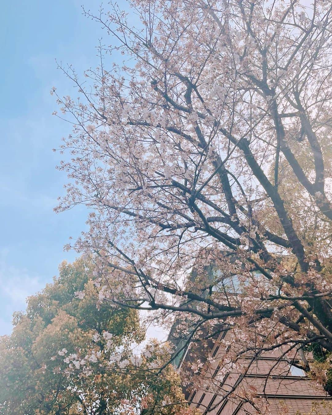 加藤綾菜さんのインスタグラム写真 - (加藤綾菜Instagram)「今年は、カトちゃんと車の中から桜🌸をチラッとしか見れず。。。  でも久々暖かいから手なんかつないじゃって散歩しました！  家🏠の周りは散りかけていたけど桜の絨毯みたいで綺麗だったわ😉  来年はお弁当作って🍱カトちゃんとお花見🌸🍡したいよ！」4月7日 14時11分 - katoayana0412