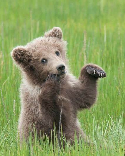 Bearsさんのインスタグラム写真 - (BearsInstagram)「"Strike a pose" 🐻📸  📸: Copyrights to the respective owner. Please let me know if you took this pic!  #bear #bears #bearcub #cub #animal #animals #saveourbears #bearlove #savetheanimals #love #cute #sweet #adorable #nature #photo #wildlife #photography #wildlifephotography #lovely #animallove #belovedbears」4月7日 17時30分 - belovedbears