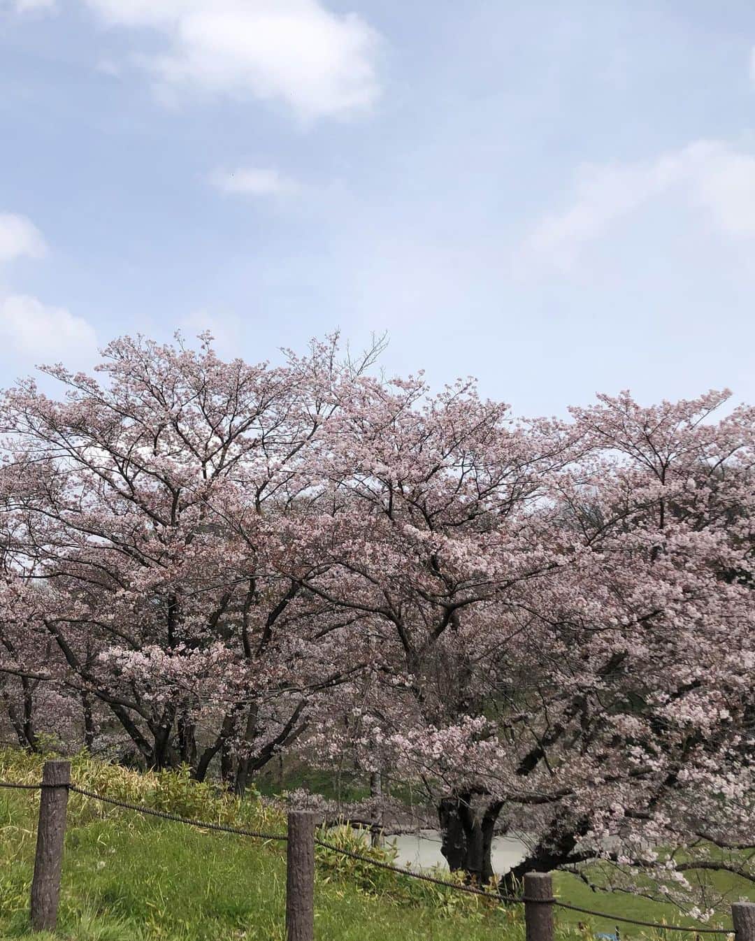 釈由美子さんのインスタグラム写真 - (釈由美子Instagram)「春休み最後の日。  今日はこどもの国に行きました。  こちらも最後の桜を名残惜しむように 今日もお弁当🍙を作ってお花見🌸  息子にとっては 花よりだんご🍡かと思いきや、  桜の花びらが風で舞ってる様子に  「ママ、見てぇ！桜が踊ってるよ🌸💃」  と教えてくれました☺️  子どものみずみずしい感性に いつもはっとさせられます✨  腹ごしらえをした後は  ただひたすら 走る💨走る💨走る💨  広いこどもの国の園内を 一周した後、  遊具で遊び倒し  やがて虫探しが始まり🐞🐛  真夏のように 汗びっしょりになったあとは  せせらぎで 水遊びするというフルコースのあと  習い事のスイミング🏊‍♂️に行きました。  何という体力。。 😱  春休み中は、私も身を削って 5歳児の外遊びにガチで付き合っているので  夜は魂が抜けた状態になってます。😶‍🌫️  明日から園が始まり ついに年長さんになります🌸  嬉しいような 寂しいような。。🥺  幼児の時期もあと一年かぁと思うと かけがえのない貴重な時間を  めいいっぱい楽しんで 親子で一緒に成長していきたいと思います🙂🙂  #春休み最後の日  #こどもの国 #モーモードームがお休みで残念がってた🥲 #横浜子育て #こどもは遊ぶのが仕事」4月7日 17時24分 - yumikoshaku