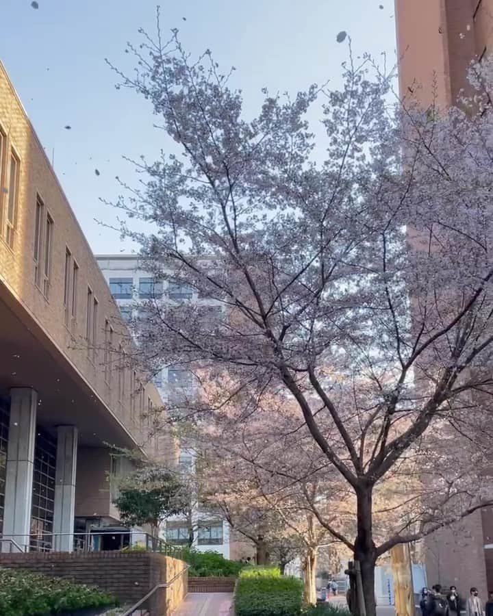 近畿大学総務部広報室のインスタグラム：「#petalsarefalling  #cherryblossom  #novemberhall   #桜の花びら  #11月ホール  #近畿大学」