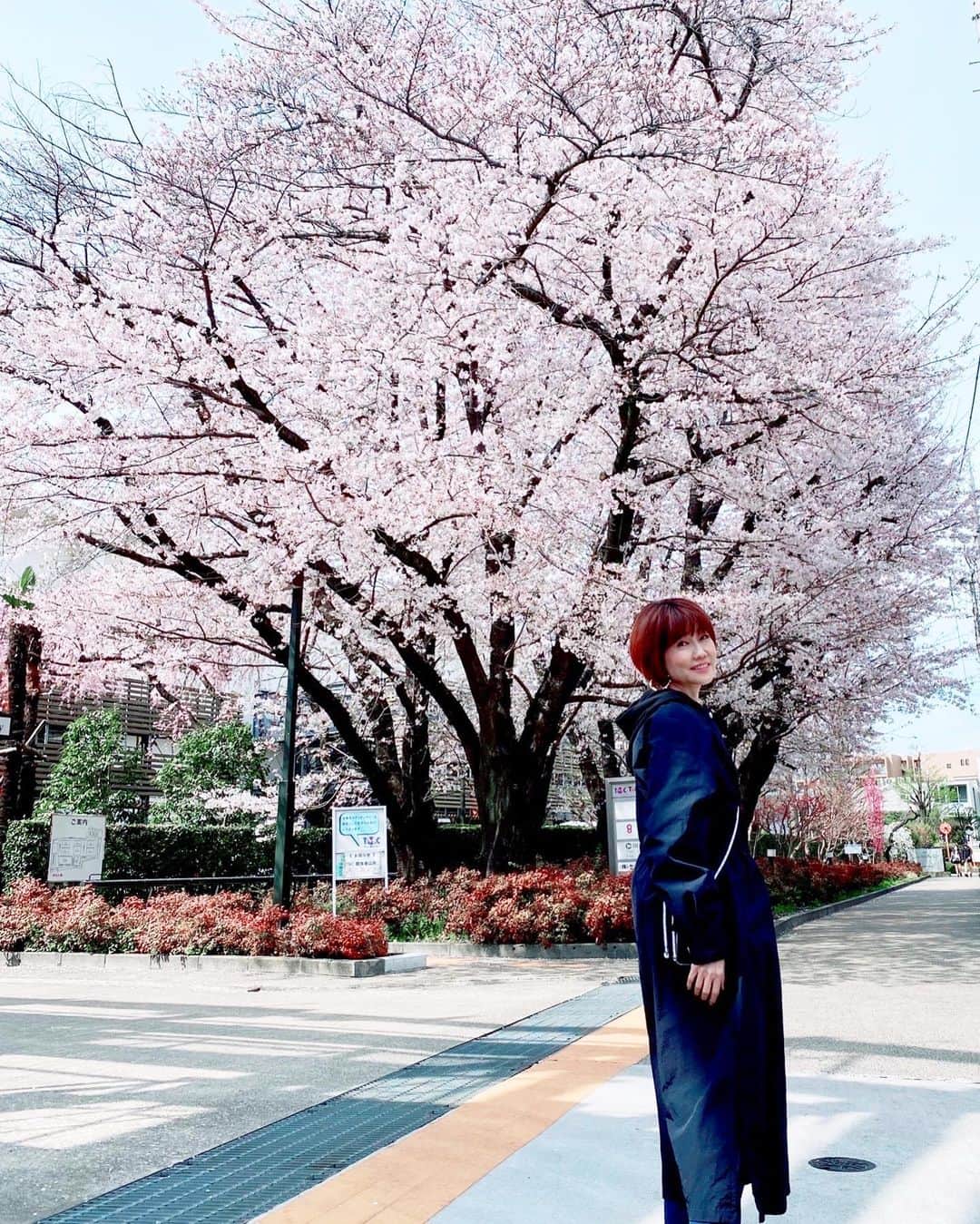 松本伊代さんのインスタグラム写真 - (松本伊代Instagram)「先日のお仕事のお衣装。  長い収録だったので 休憩中 桜を見に🌸  もう、TOKYOの 桜も終わっちゃう、、、  悲しいー。  @pinko_aoyama @pinkoofficial @seventyofficial  #Pinko #ugg #松本伊代 #iyomatsumoto」4月7日 20時03分 - iyo14_official