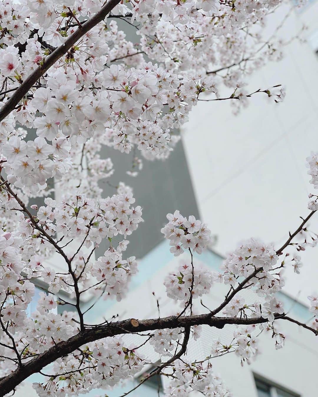 鮎河ナオミのインスタグラム：「It really sucks not being able to travel but I felt lucky to be in Tokyo during sakura season.  These dainty, white-pinkish flowers floating cloud like were so beautiful🌸  It’s a great time to take things slow and appreciate the beauty of spring and the rebirth of nature🙏  #sakura #cherryblossom #tokyo」