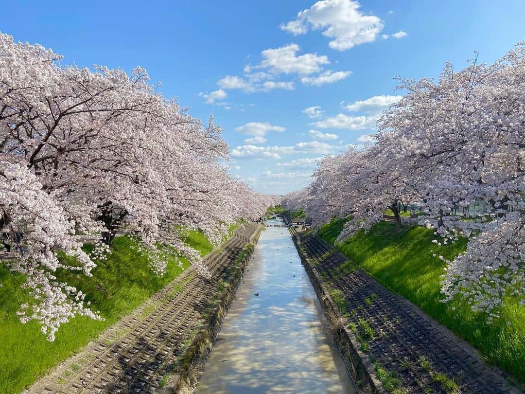 上野貴穂さんのインスタグラム写真 - (上野貴穂Instagram)「. 本当に綺麗だったので皆さんにもお裾分け🥺💗  佐保川の桜はまた来年🌸  #奈良 #桜」4月7日 21時28分 - kiho_ueno