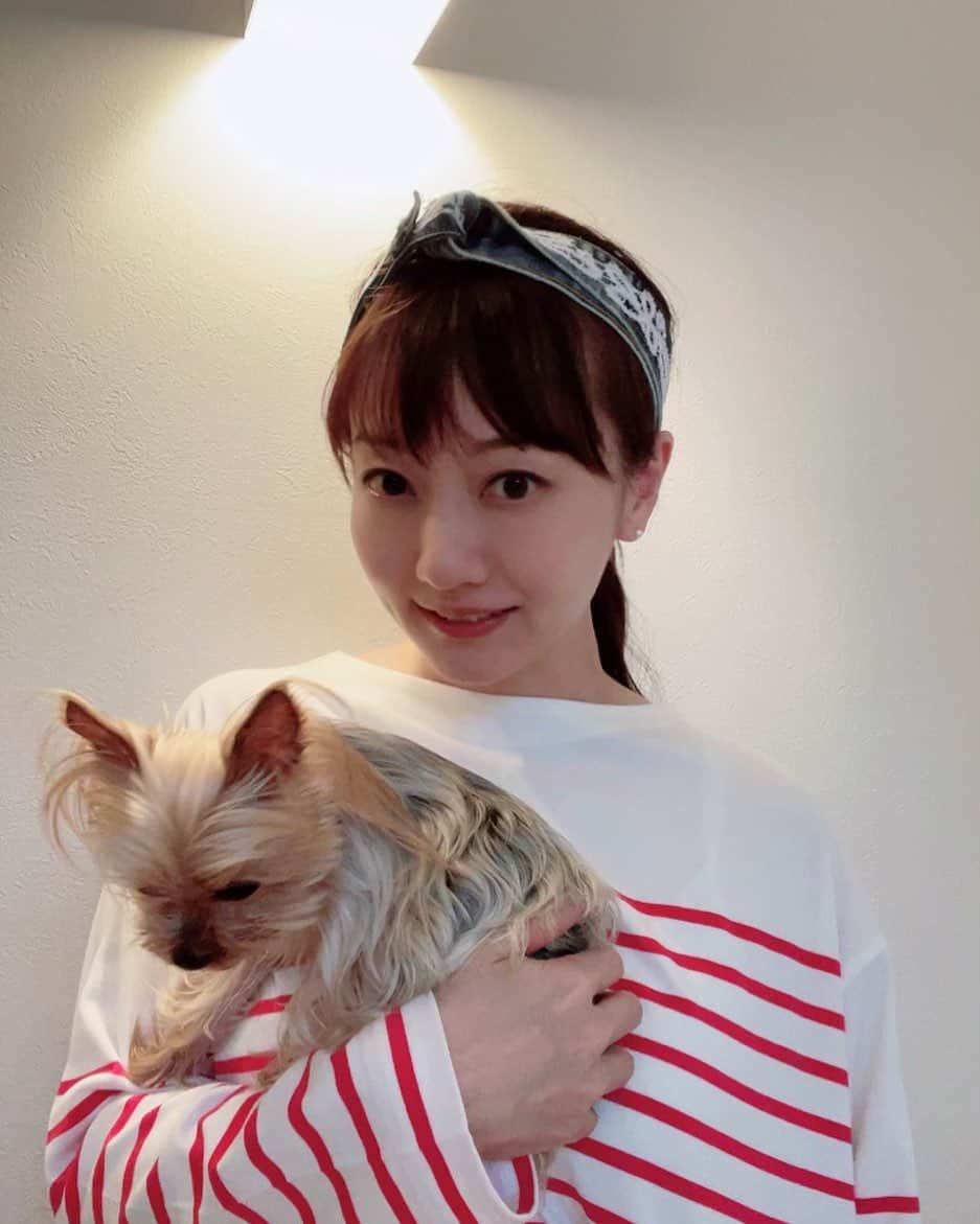 のインスタグラム：「お昼寝をしなかったようで、夕方帰宅したら既にAngeさんは眠そうでした🐾 これから一緒に休みます✨ おやすみなさい💤 皆さん、明日も頑張りましょう🍀  #いぬすたぐらむ  #犬 #いぬのいる暮らし  #ヨークシャテリア #ange #アンジュ #おやすみなさい #テレビ朝日 #アナウンサー #島本真衣 #私服」