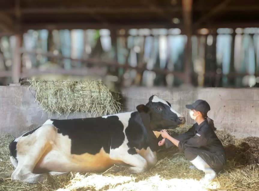 安藤志穂美さんのインスタグラム写真 - (安藤志穂美Instagram)「あっという間に大きくなるね🐂🐄 子牛だった頃が懐かしい…🍼 ⁡ 母牛のミルク（いわゆる初乳）を飲まないで育つ子は免疫力が下がりやすかったりして、何回も体調壊したりしがちだけどよくぞこんなに大きく育ってくれました👏 ⁡ 牛って本当に頭がすごく良くて、 一通り走り回った後は自分で必ずここに戻ってきて休憩してる🍵 それでまた好きな時に草の様子見に行っては、サラダバー状態でずっと食べてるよ🌱  #cow #牛 #うし #うしすたぐらむ  #🐄 #🐂 #ホルスタイン #ジャージー #保護牛 #rescue  #animalrights」4月7日 22時30分 - shiomi_ando