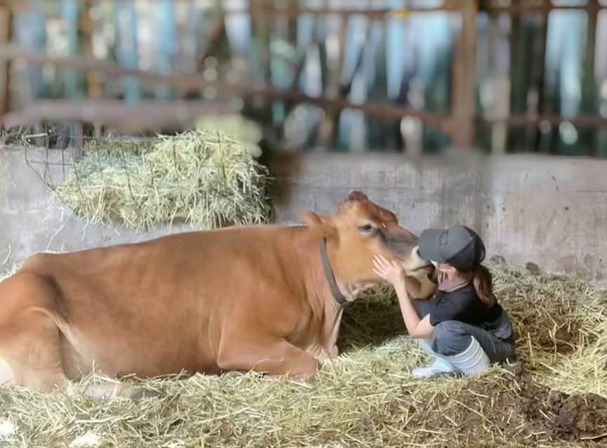 安藤志穂美のインスタグラム：「あっという間に大きくなるね🐂🐄 子牛だった頃が懐かしい…🍼 ⁡ 母牛のミルク（いわゆる初乳）を飲まないで育つ子は免疫力が下がりやすかったりして、何回も体調壊したりしがちだけどよくぞこんなに大きく育ってくれました👏 ⁡ 牛って本当に頭がすごく良くて、 一通り走り回った後は自分で必ずここに戻ってきて休憩してる🍵 それでまた好きな時に草の様子見に行っては、サラダバー状態でずっと食べてるよ🌱  #cow #牛 #うし #うしすたぐらむ  #🐄 #🐂 #ホルスタイン #ジャージー #保護牛 #rescue  #animalrights」