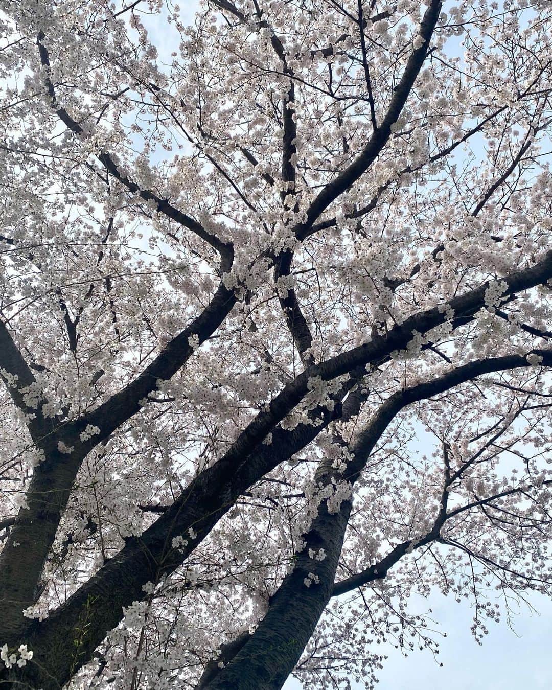 青山明日香さんのインスタグラム写真 - (青山明日香Instagram)「🌸🌸🌸 Cherry Blossoms」4月7日 22時34分 - asukaxx.02