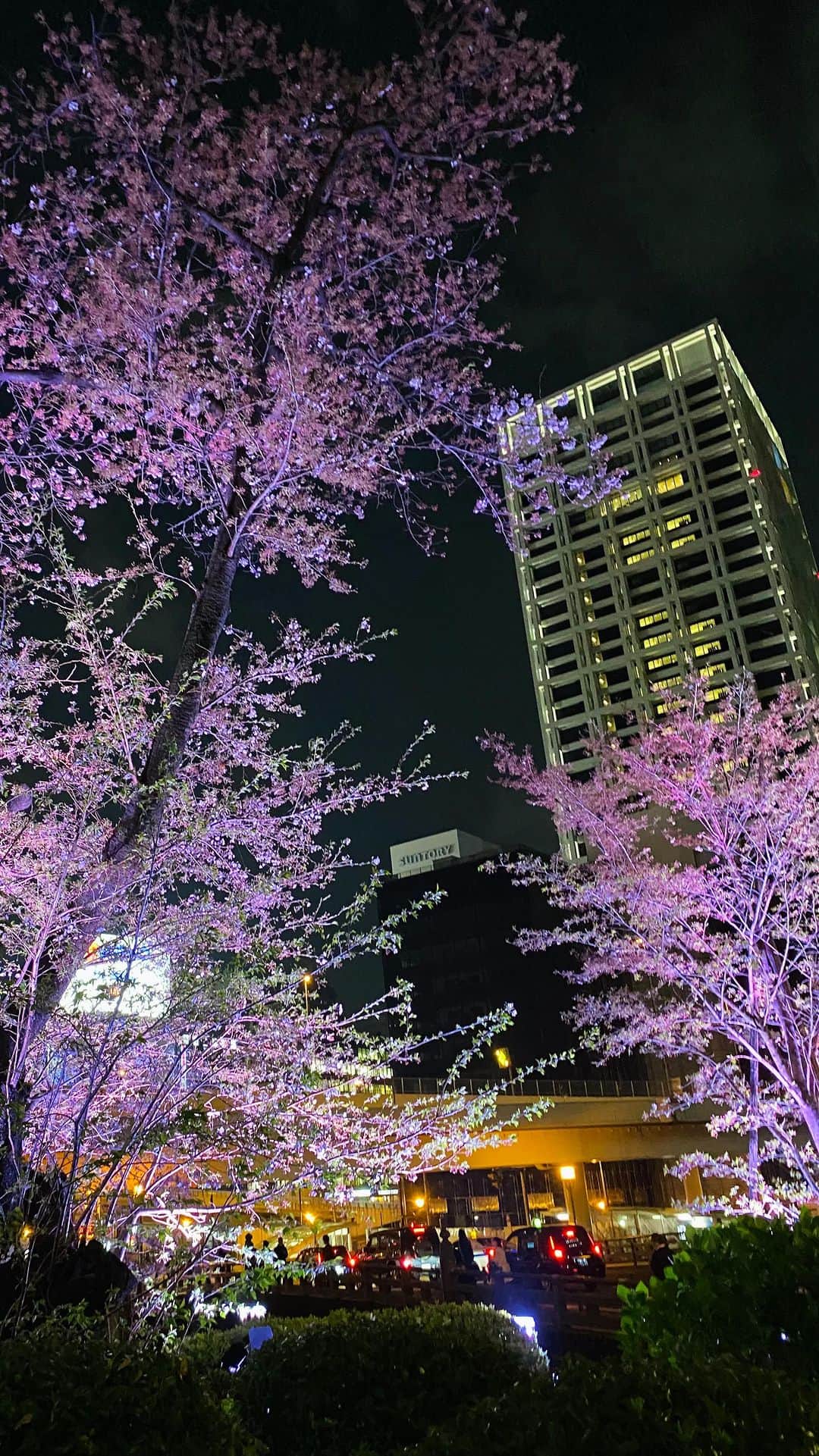 スミス楓のインスタグラム：「🌸🌃🫶🏻  みんなのおすすめの桜スポットどこー？📍 来年は桜旅行したい🚞🌸  #桜#夜桜」