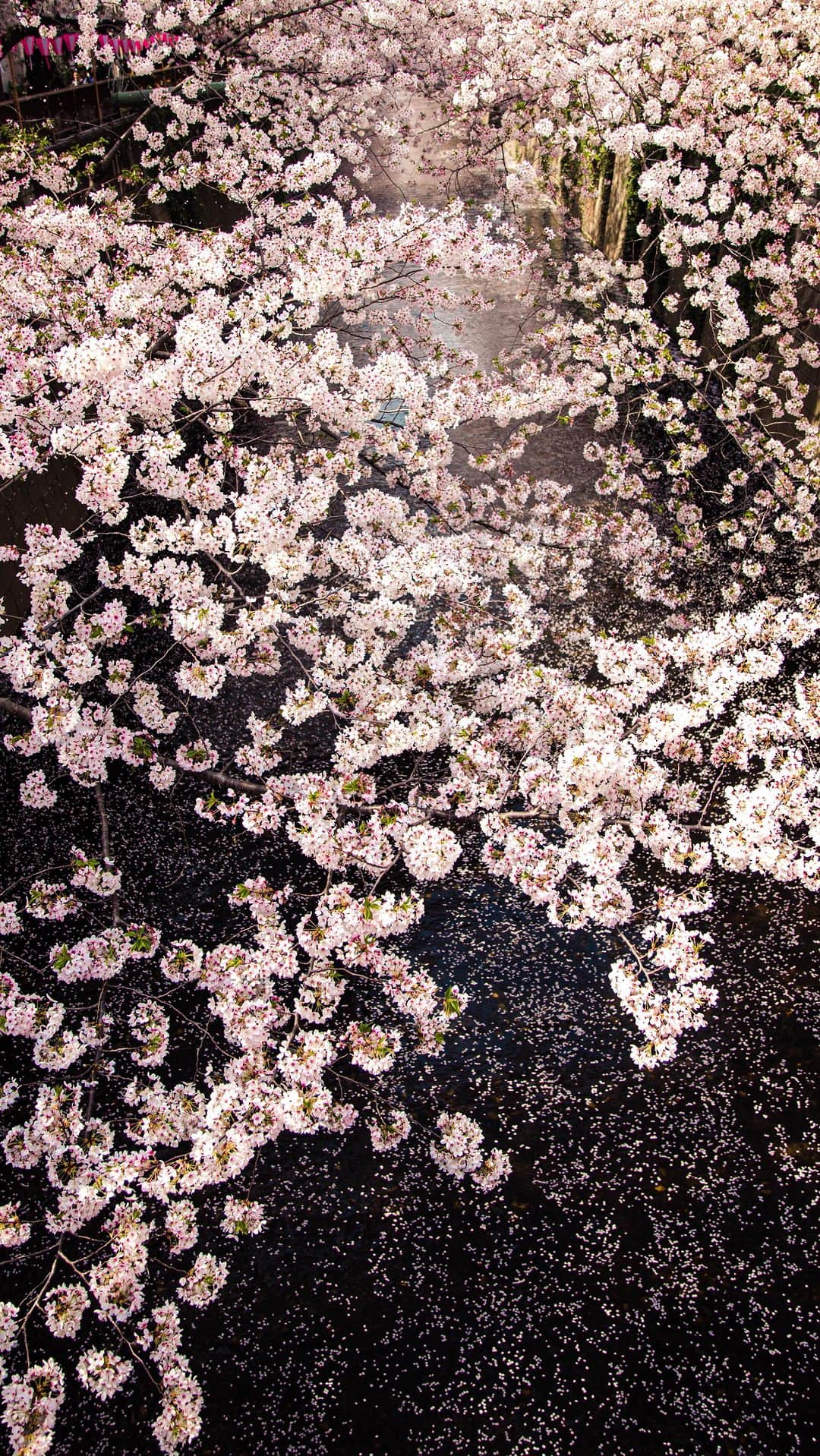 MARISのインスタグラム：「My fav hare care🌸 Watch this video for @vegamour 🤍🤍🤍 髪傷みすぎて切れちゃったから短く切ったんだけど健康な髪にしたくてこのシリーズを使ってるの💕 友達がびっくりするくらい毛量が戻ったし伸びるの早いってめっちゃくちゃ言われて嬉しい😍 しかも、veganだから安心して使えるから最高🥰この2.3ヶ月使ってみて完全にはまってしまっだから紹介するね🌸　Codeいれたら20%offになるから気になる人は是非使ってみて✨絡まなくなったし私の傷んだ髪がツルツルになってることみんな気づいてくれる🧡そしてうちに泊まるたびに友達が欲しい！て買ってるくらい😆👌 まじで久しぶりの大ヒット👌💯 ジャケも可愛いくてお風呂においてても可愛いよ🧡あまりにも頼みすぎてCodeをくれたのでこの機会に是非頭皮のケア使ってみてね🧡 20%OFF コード: MARISTEA20 🌸  @vegamour  #vegamour #vegamourpartner #vegamourchallenge」