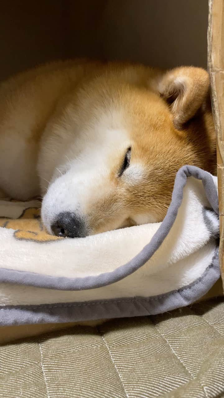 まる（まるたろう）のインスタグラム：「Good night!✨🐶💤✨また明日ね〜 #今日は面白い夢がいいかな #お笑い系がいいね #笑いながら寝るタイプ」
