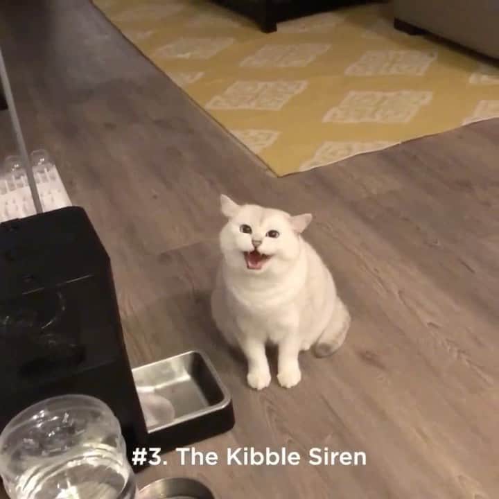 のインスタグラム：「Now That’s What I Call Meowing, Volume 1 #tbt」